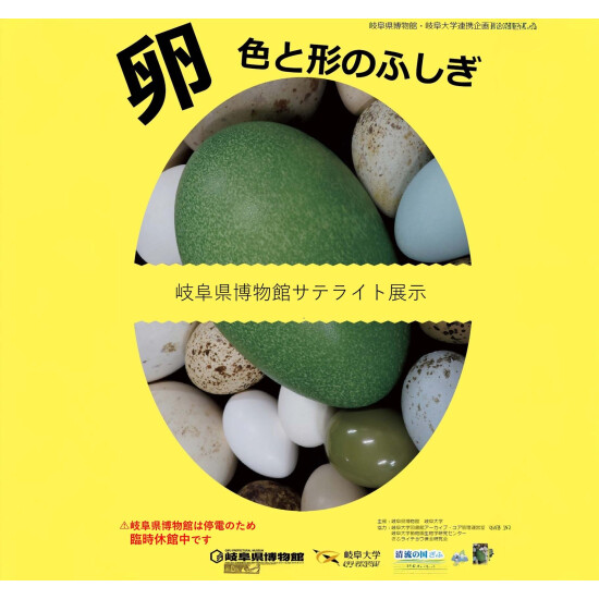 岐阜県博物館サテライト展示　卵　色と形のふしぎ