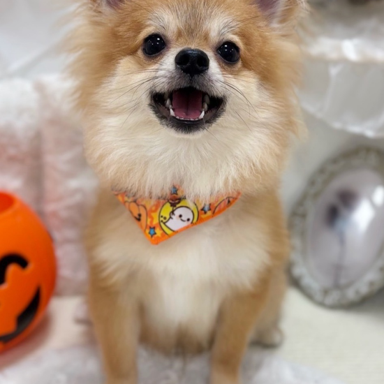 かわいいわんちゃん大集合🐶